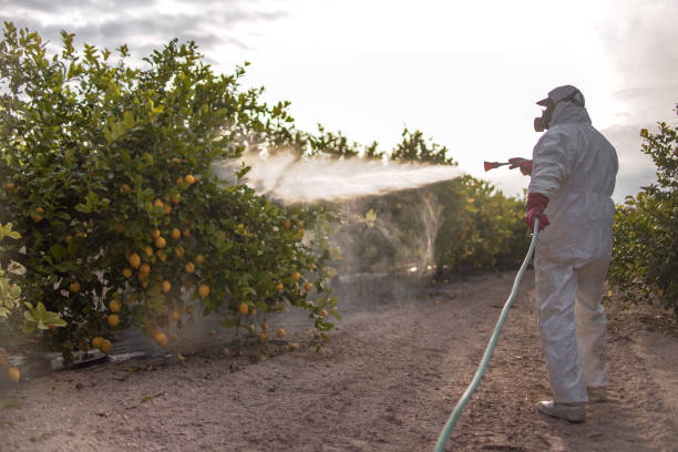 Best Wasp Removal Services  in Huntsville, AL
