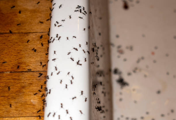 Best Pest Prevention Services  in Huntsville, AL