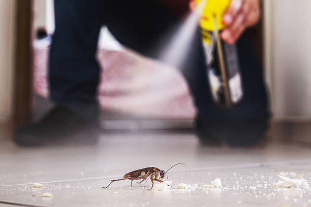 Best Rat Extermination Near Me  in Huntsville, AL